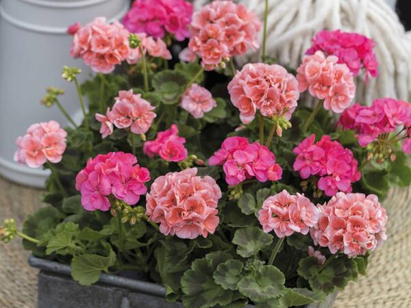 Pelargonie zonale