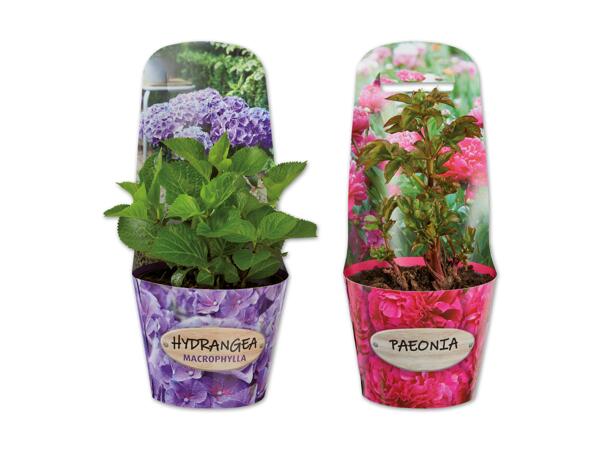 Hortensie oder Pfingstrose