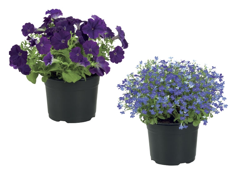 Bedding Plants