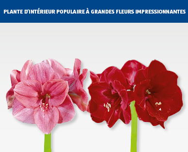 Amaryllis dans un cache-pot de couleur GARDENLINE(R)