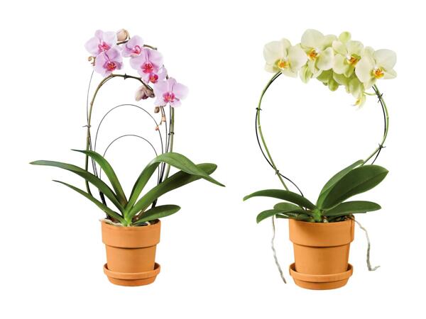 Phalaenopsis en arc dans un pot en terre cuite