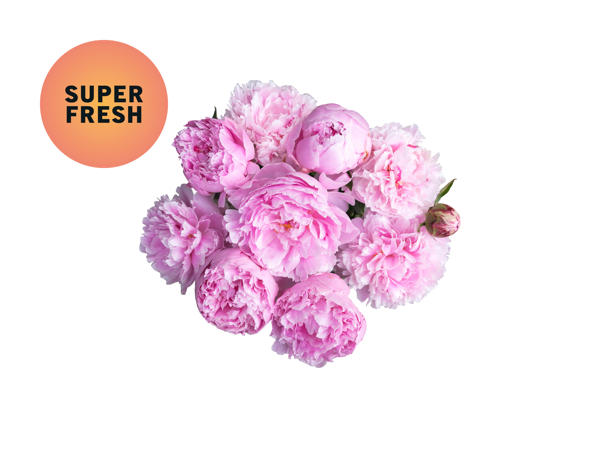 Pivoine