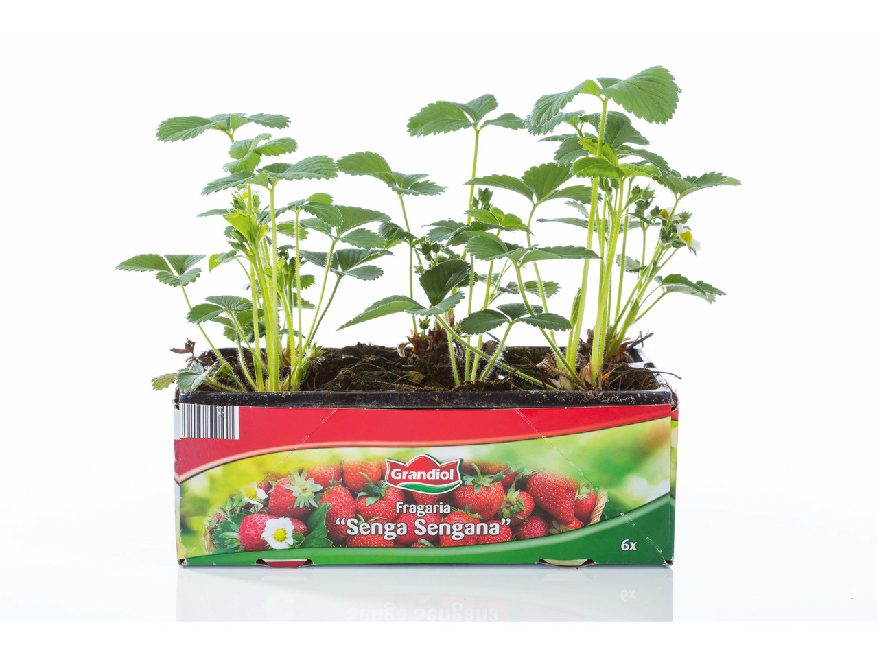 Aardbeienplanten