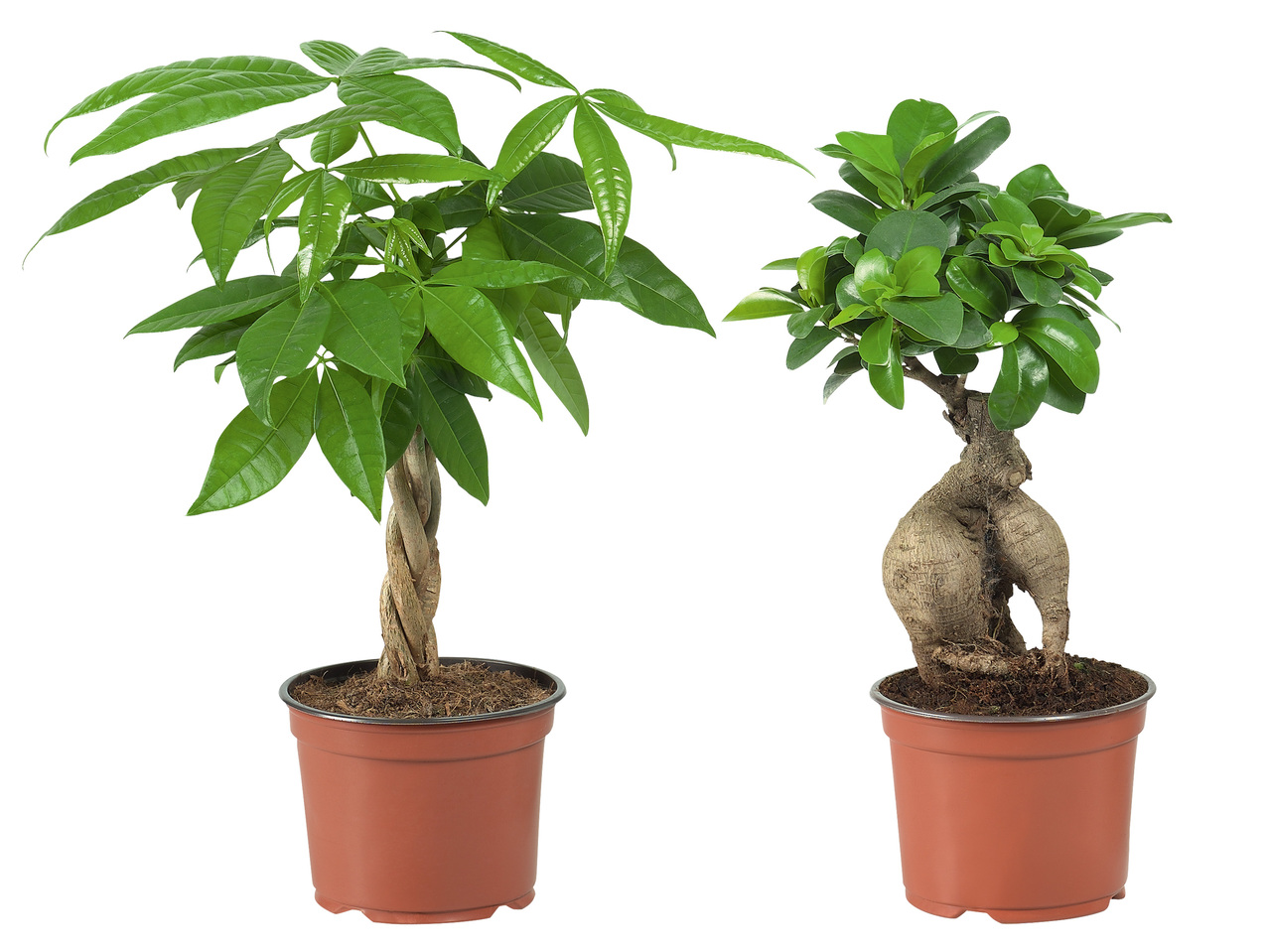 Ficus Ginseng oder Pachira