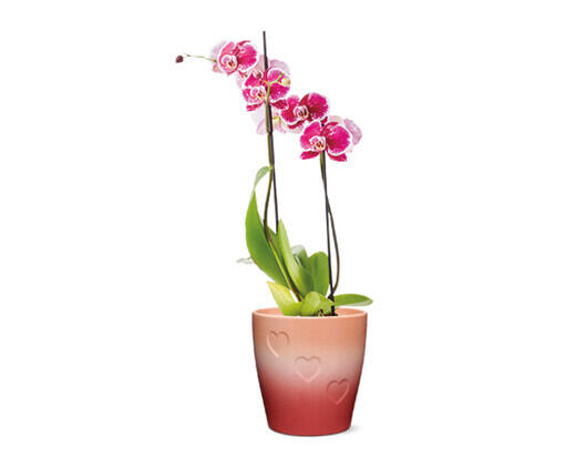 5" Easy Orchid Assorted Colors