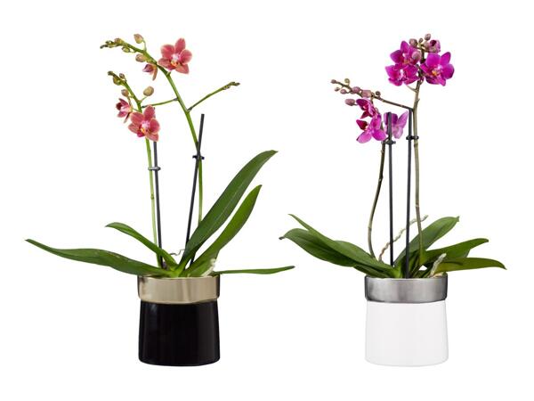 Phalaenopsis in Keramik