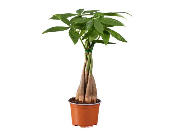 Ficus Ginseng or Pachira