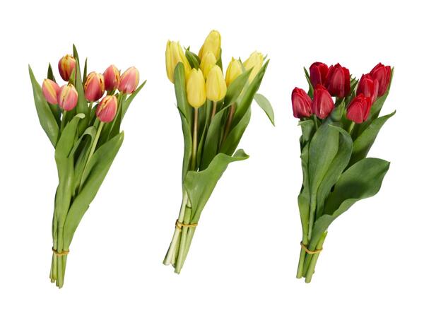 Tulipani