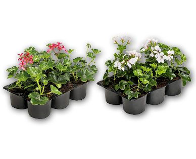 Pelargonien