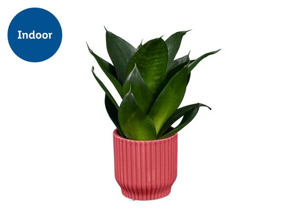 Mini Succulent in Modern Ceramic Pot