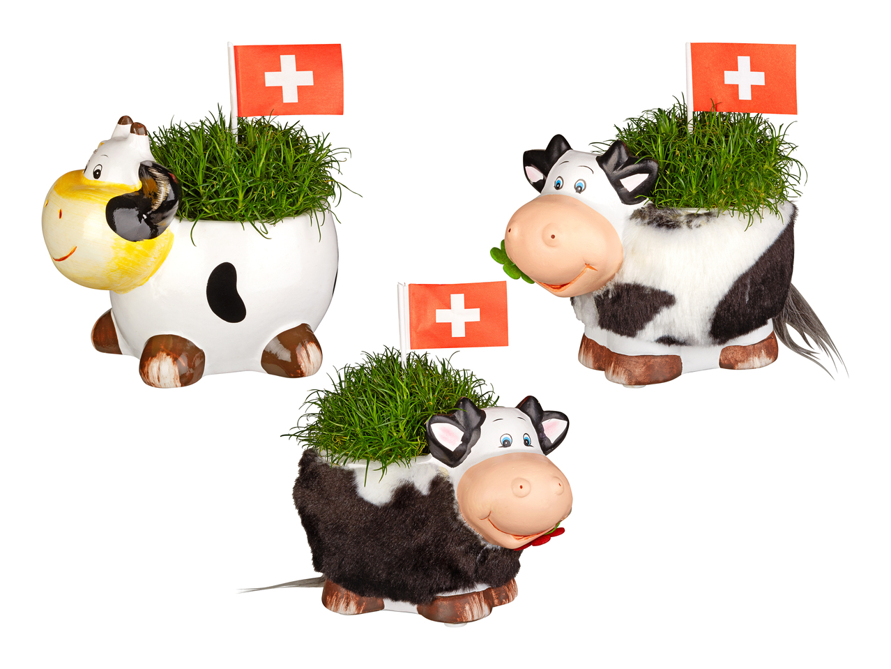 Sagine dans un pot en forme de vache avec fanion Suisse