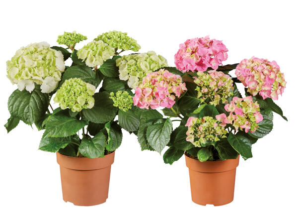 Hydrangeas