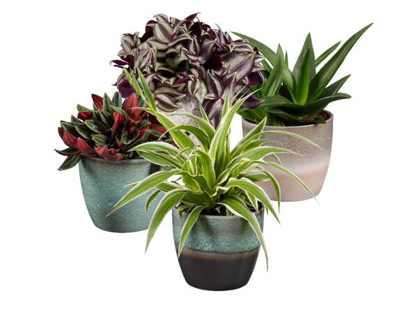 Green plants