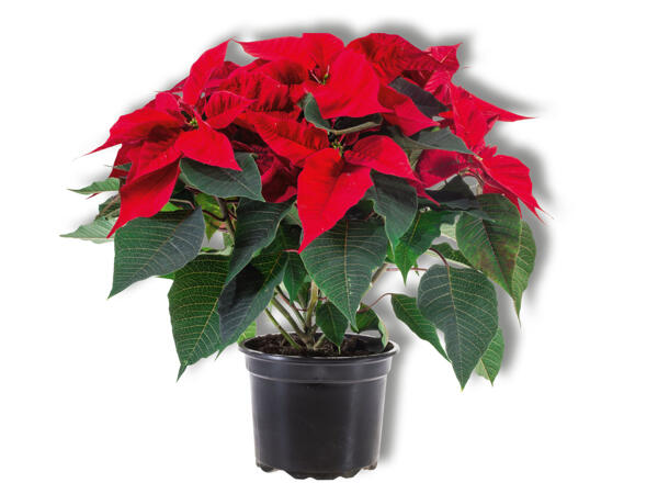 Large Poinsettia