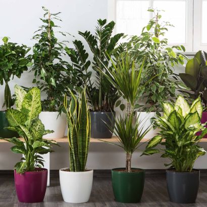 Solitairplant