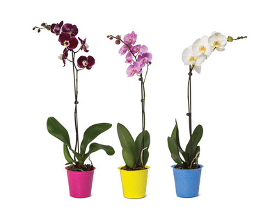 5" Easy Orchid