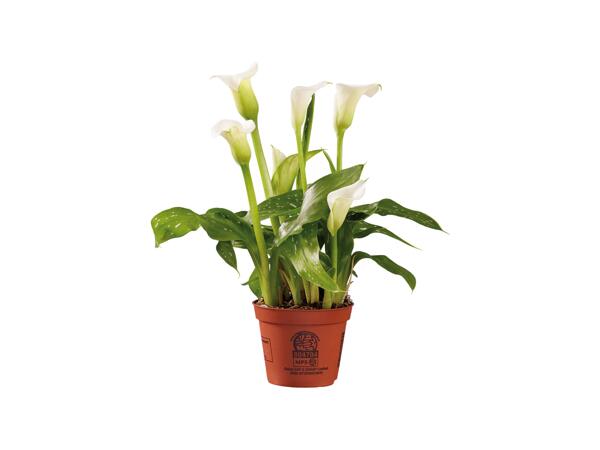 Calla