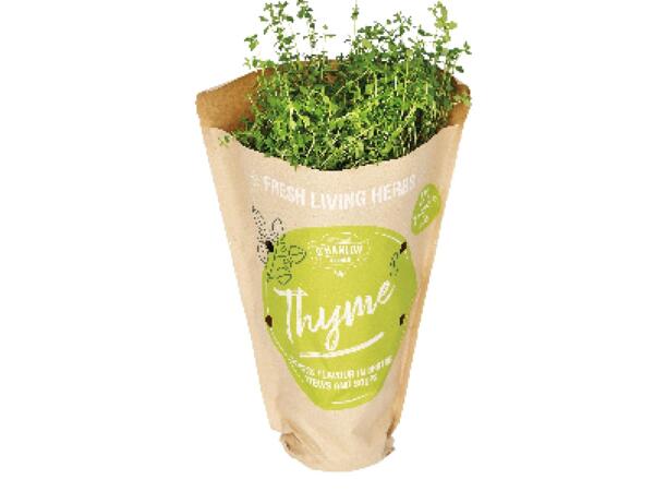 Potted Herbs