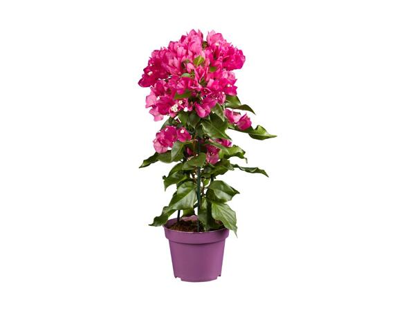 Bougainvillier taillé en pyramide