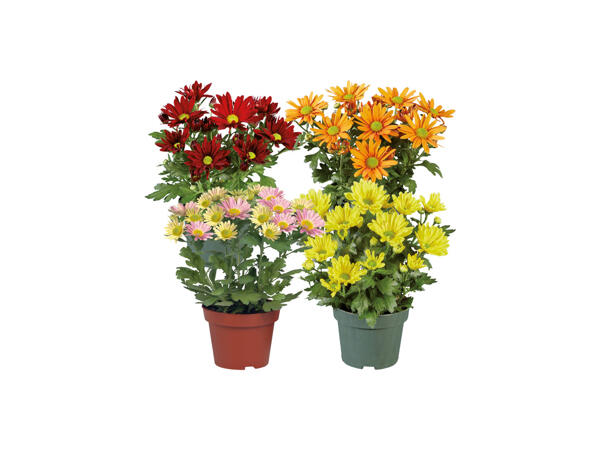 Krysantemum