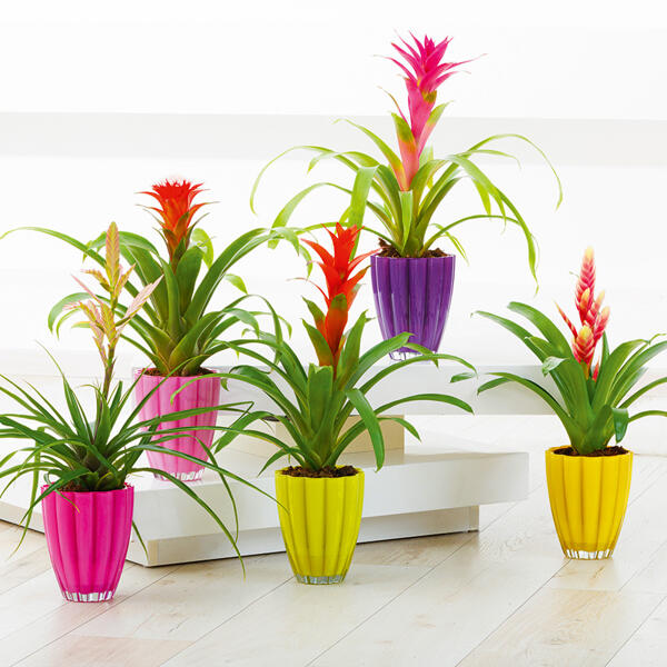 Luxus Bromelien