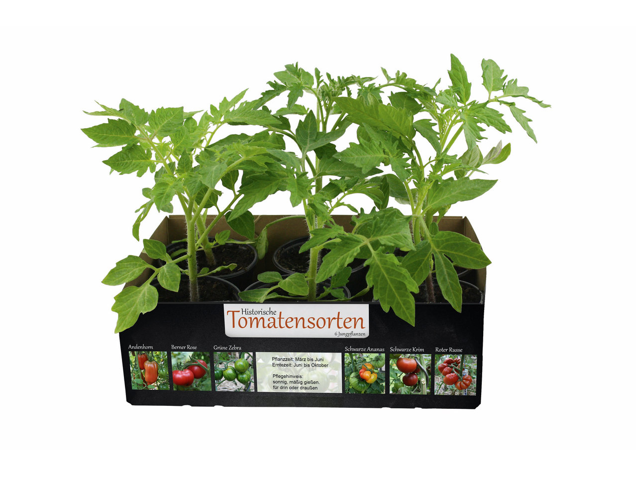 Tomatenpflanze