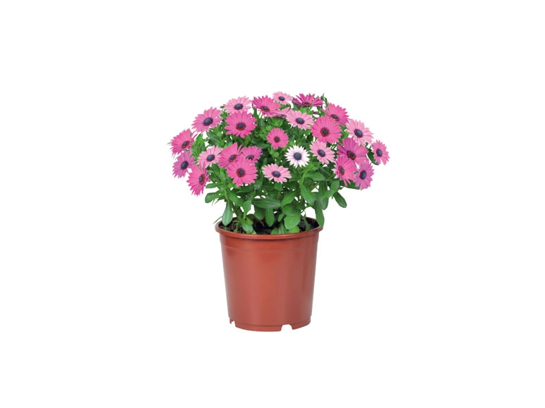 Spanische Marguerite