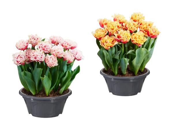 Bol de bulbes de fleurs assortis