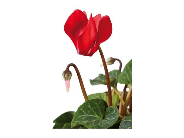 British Cyclamen