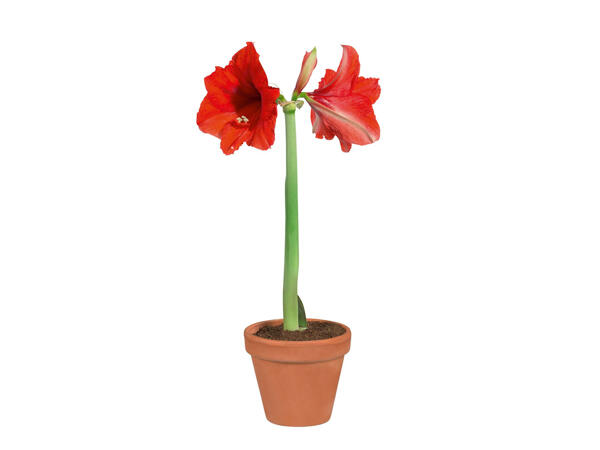 Amaryllis dans un pot en terre cuite