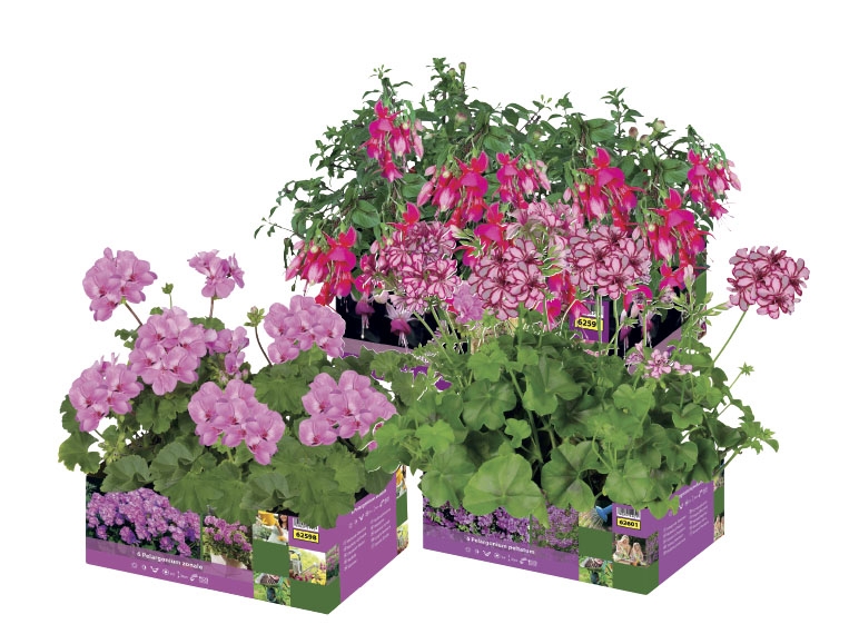 Fuchsia & Upright or Trailing Geranium