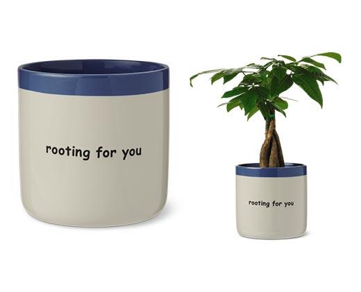 Belavi
6" Decorative Planter