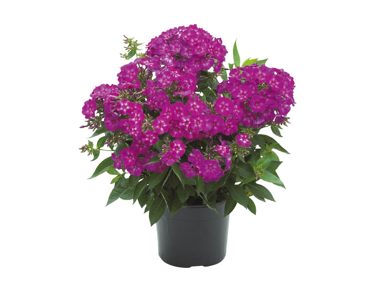 Phlox