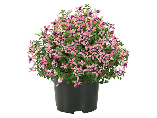Fuchsie stehend