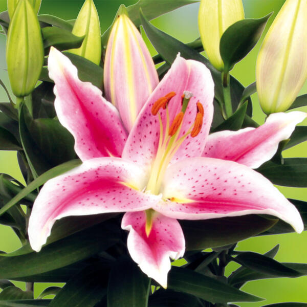 Lilien Starlight Express