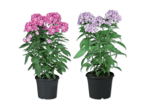 Phlox