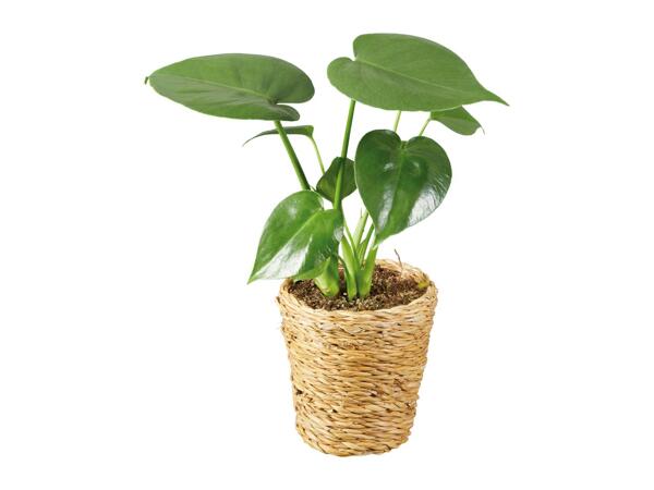 Green Plants in Woven Pot