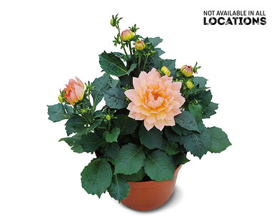 Planter Garden Flowers Assorted Varieties