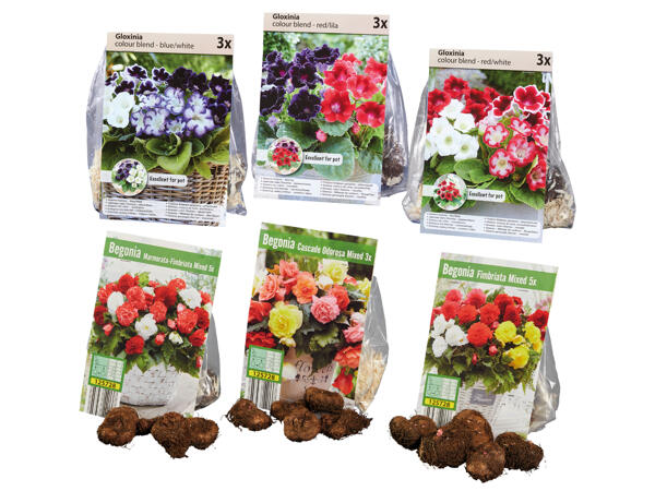Gloxinia mix