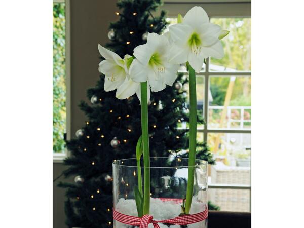 Amaryllis 2-grenet