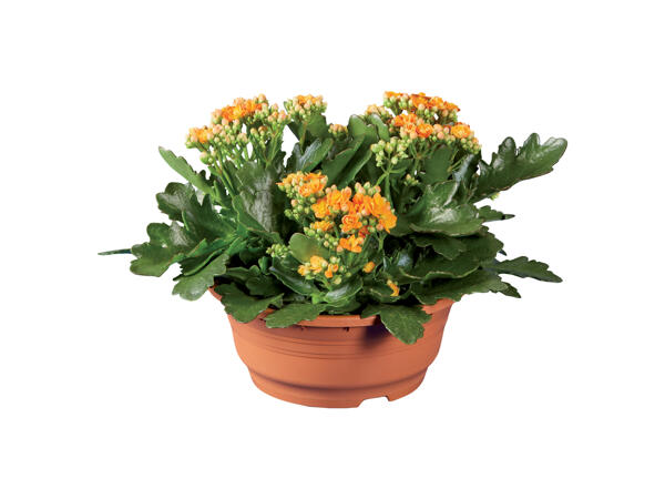 Kalanchoe