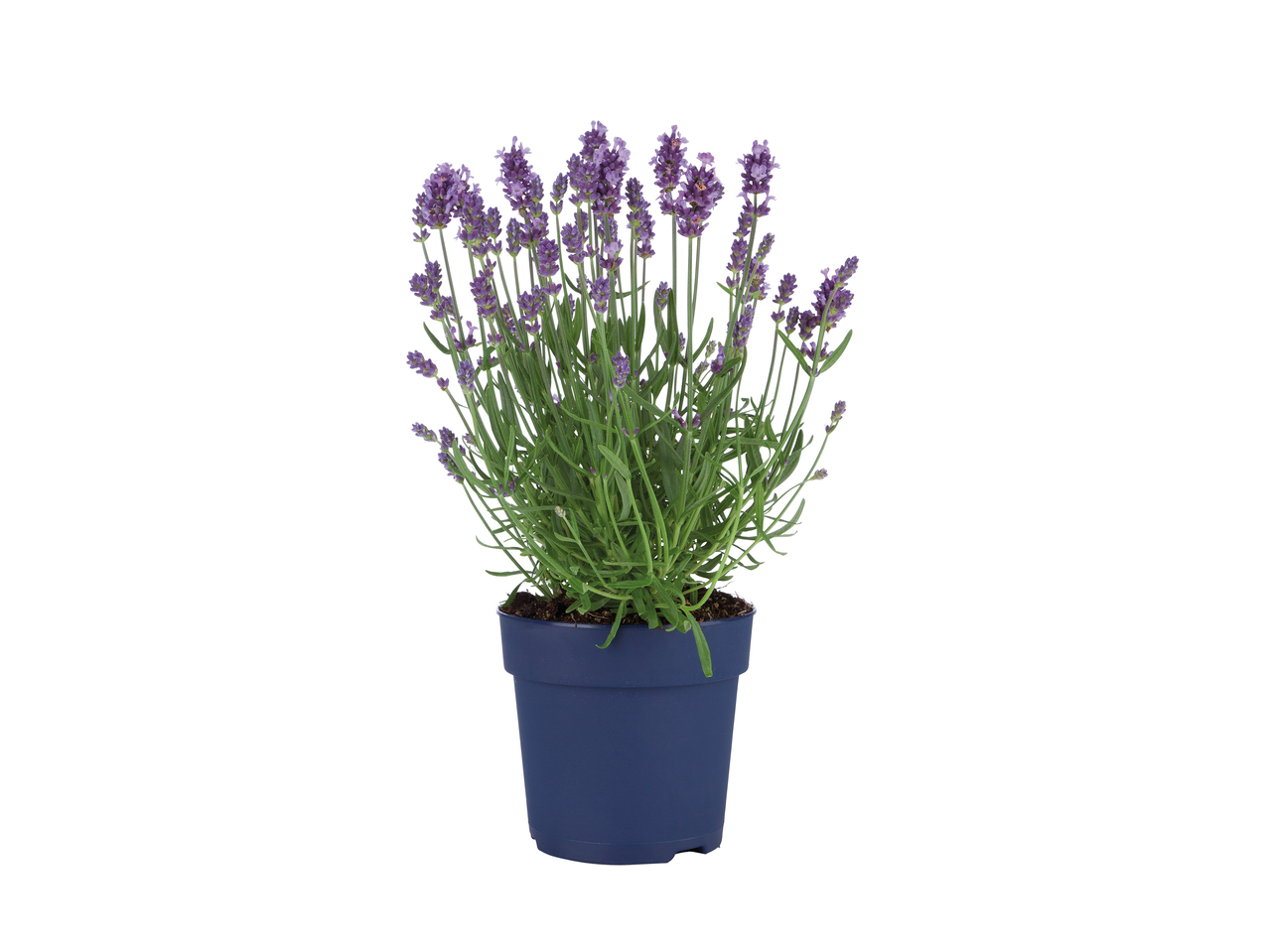 English Lavender1