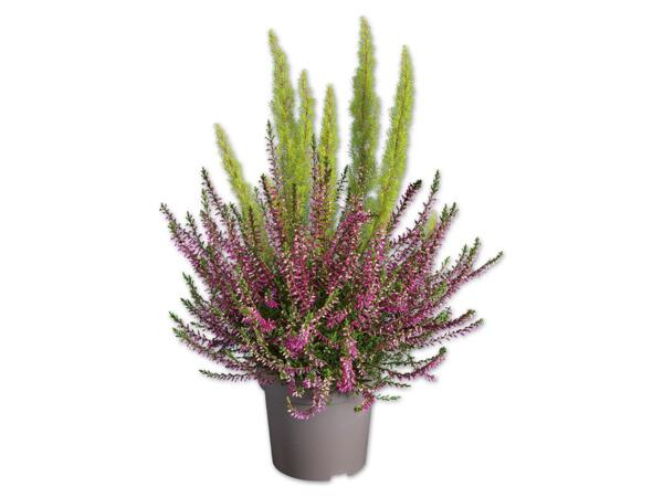 Erica Calluna Twin
