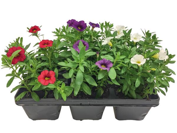Flowering plants