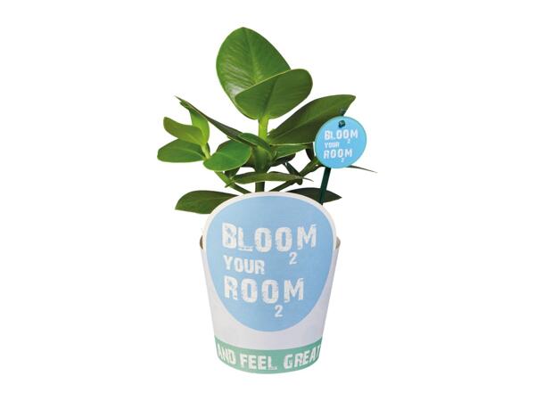 House Plants 'Bloom your Room'