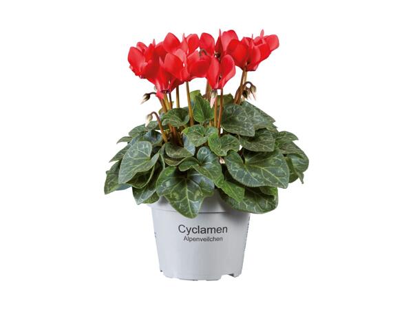 Cyclamen