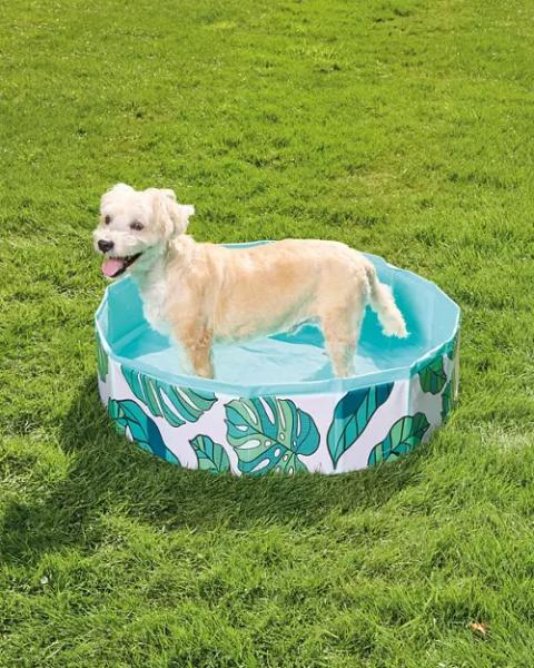 Collapsible Pet Pool