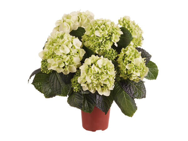 Hydrangea 10.5cm