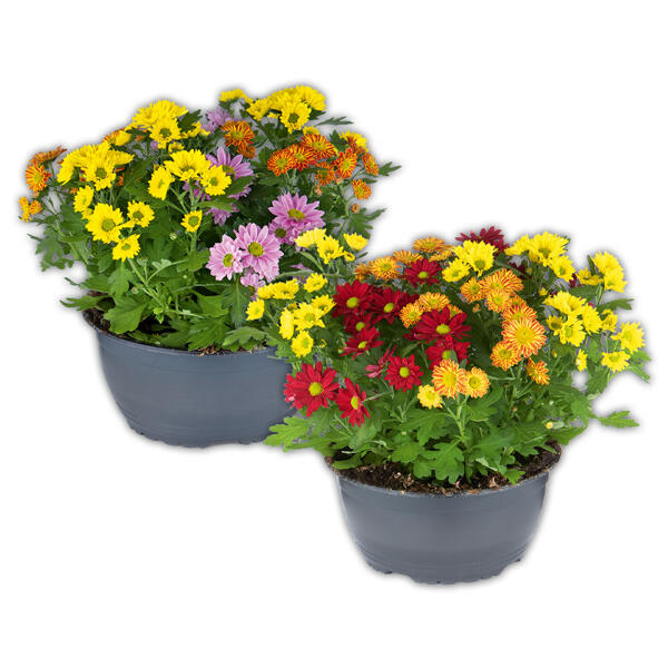 Chrysantheme