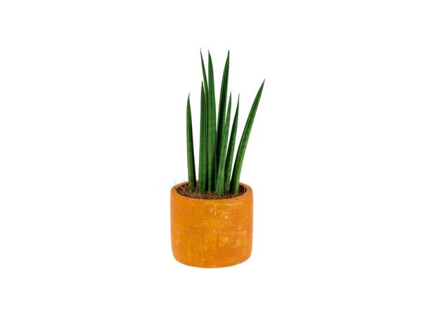 Green Plants "Easy Care"
